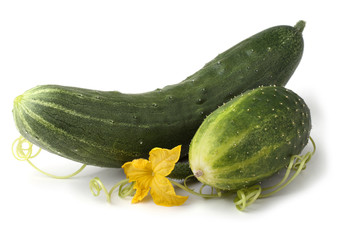 Cucumbers, tendrils and flower