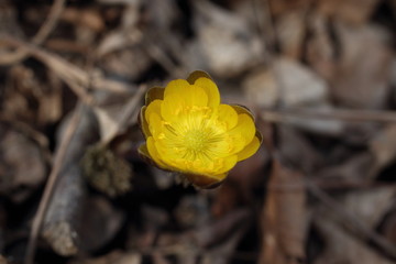 Adonis amurensis, Far Eastern snowdrop