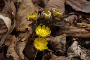 Adonis amurensis, Far Eastern snowdrop