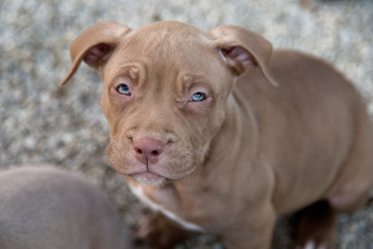 American Bully Pitbull Welpe 