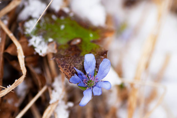 Blooming blue Hepatica nobilis flower on snow.