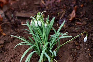 Bunch of snowdrops buds growing out of soil.