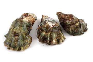 Oysters