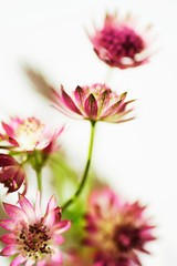 Astrantia flowers on white background, vertical.