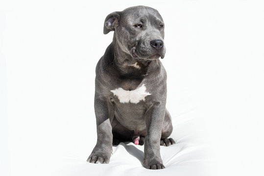 American Bully Pitbull Welpe isoliert