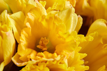 Fototapeta na wymiar Yellow daffodil flower. Yellow spring daffodils close up