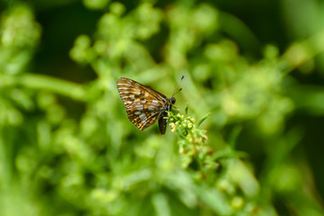 Hamearis lucina, Duke of Burgundy Fritillary butterfly in wild grass
