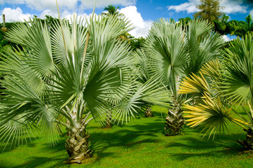  Palm Trees in Tropical Garden