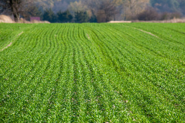 View of the sown field with rows of growing crops