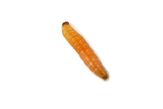Apricot codling moth. Widespread pest. Strongly macro.