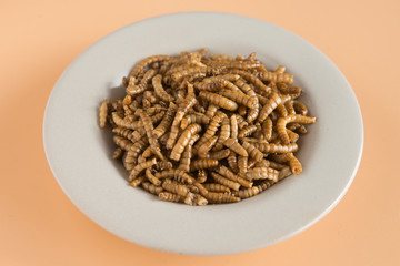 Endible worm plate in grown background