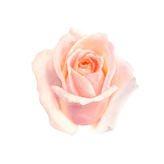 Watercolor tender  blush  roses flowers isolated on a white background. The trendy elegant design for wedding invitation, poster, greeting cards and web design. Hand drawing floral illustration.