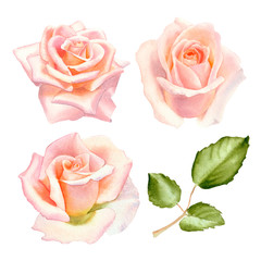 Watercolor tender  blush  roses flowers isolated on a white background. The trendy elegant design for wedding invitation, poster, greeting cards and web design. Hand drawing floral illustration.