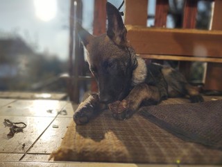 German shepherd dog young puppy eating the bone, meat or granula. Slovakia