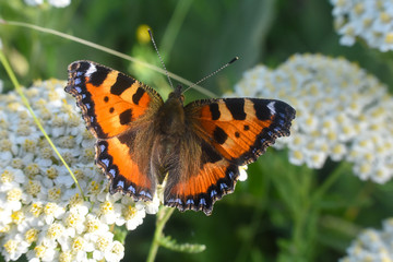 Aglais urticae, Small Tortoiseshell butterfly in natural habitat
