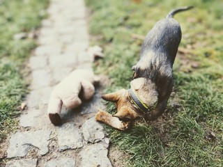German shepherd dog young puppy eating the bone, meat or granula. Slovakia