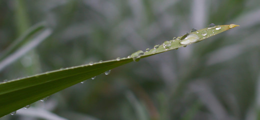 dew on the grass
