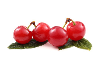 Far eastern cherry and leaves (Nanking cherry)