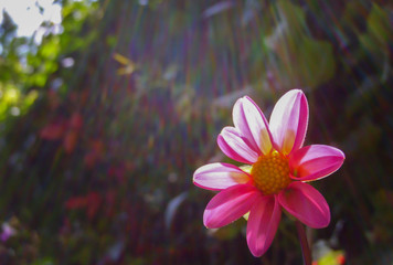 pink flower in garden