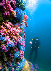Colorful Coral Reef Wall