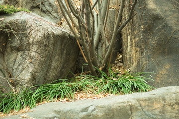 애정한 사랑, 이룰수 없는 사랑, 슬픈 추억이라는 꽃말을 가진 이른 봄의 꽃무릇