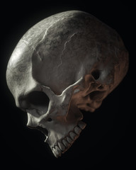 Human Skull On Black Background