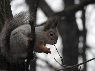 Naklejka na ściany i meble Red squirrel on a tree branch eating a nut wearing a gray winter coat in early spring