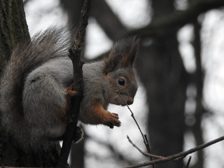 Red squirrel on a tree branch eating a nut wearing a gray winter coat in early spring