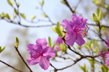 Obraz premium Rhododendron dauricum