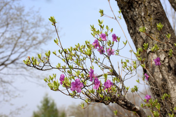 Rhododendron dauricum