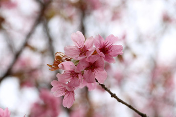 Sakura. Apricot blossom.