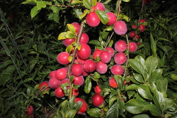 Red plums on tree