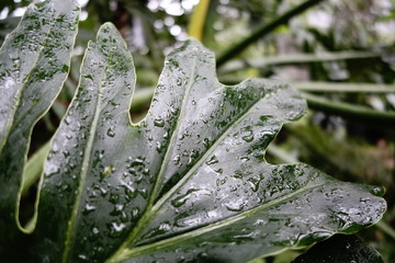 water drops on green leaf
