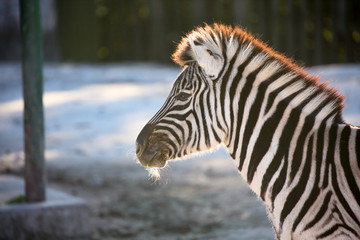 Fototapeta na wymiar Zebra of a fine mane