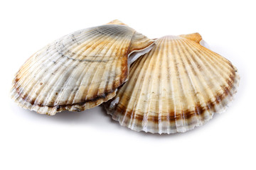 Two scallops