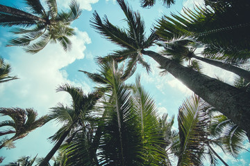 Fototapeta na wymiar Coconut trees and the sky. Relaxing at the sea. Coconut trees and the sky. Relaxing at the sea.