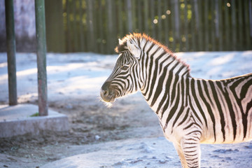 Fototapeta na wymiar Grant's zebra with beautiful striped pattern