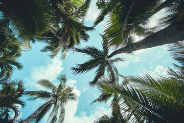 Fototapeta na wymiar Coconut trees and the sky. Relaxing at the sea. Coconut trees and the sky. Relaxing at the sea.