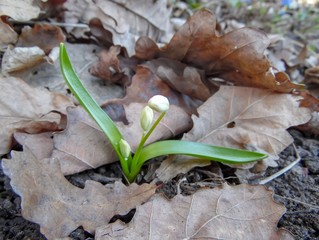 a white snowdrop sprout grows through fallen oak leaves in early spring