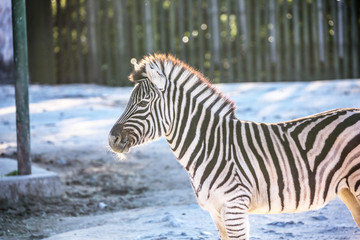 Fototapeta na wymiar Grant's zebra with a calm look