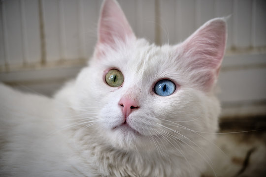 Ankara Cat