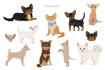 Chihuahua dogs in poses. Different varieties of coat color set - obrazy, fototapety, plakaty