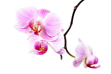 Fototapeta na wymiar Branch of beautiful purple Phalaenopsis isolated on white background. Blossom bouquet of Orchid flowers.