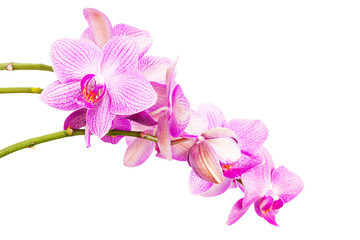 Fototapeta na wymiar Branch of purple Phalaenopsis isolated on white background. Blossom bouquet of Orchid flowers.