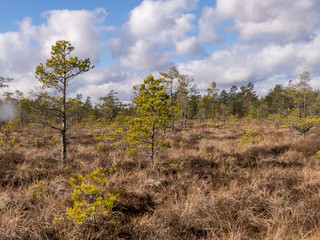 Obraz premium bog landscape with foreground of old grass