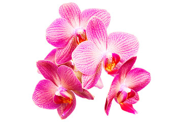 Branch of beautiful purple Phalaenopsis isolated on white background. Blossom bouquet of Orchid...