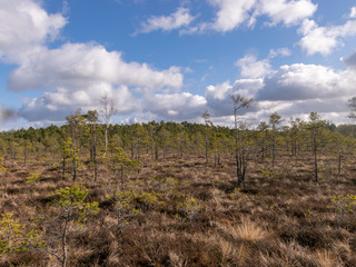 Obraz premium bog landscape with foreground of old grass
