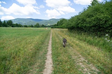 Fototapeta na wymiar German shepherd dog playing in the garden or meadow in nature. Slovakia