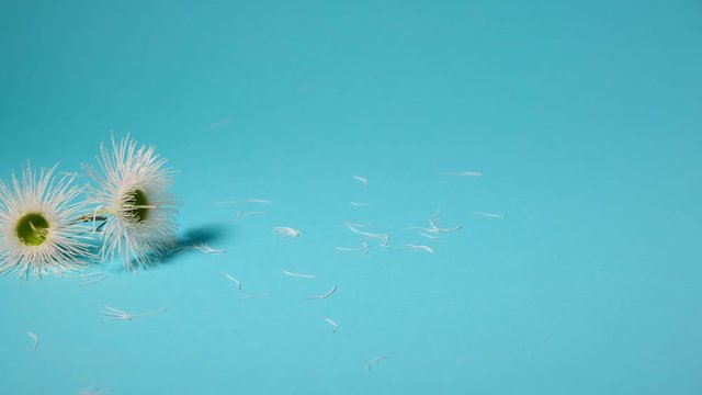 Pan to the left across two white eucalyptus flowers on light blue background