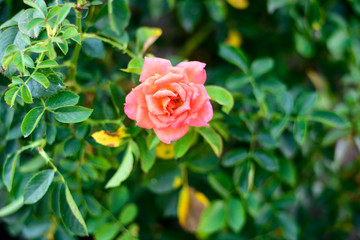 Bold Rose